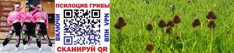 закладка  Плёс  Галлюциногенные грибы Cubensis 